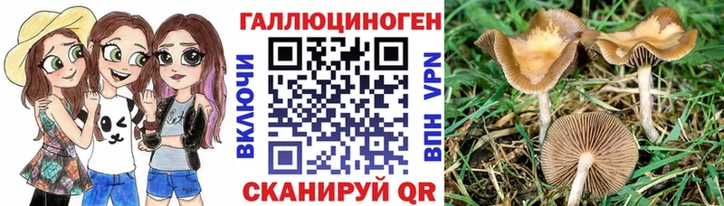 закладки  Зеленокумск  Псилоцибиновые грибы мицелий 